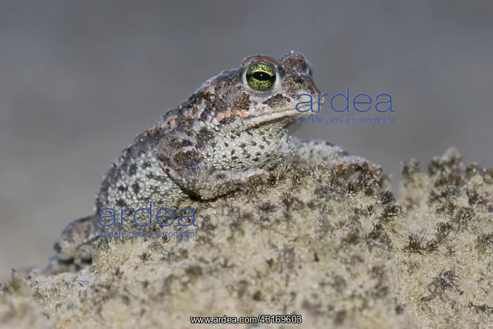 : Natterjack Toad : Natterjack Toad