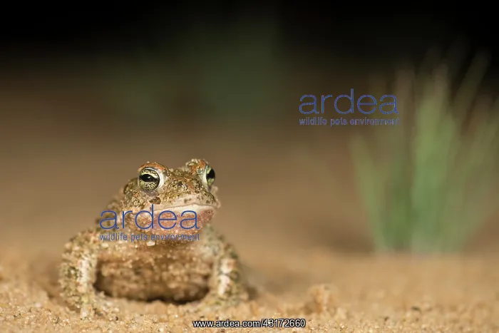 : Natterjack Toad : Natterjack Toad