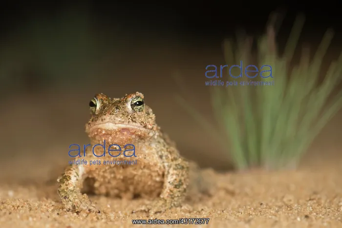 : Natterjack Toad : Natterjack Toad
