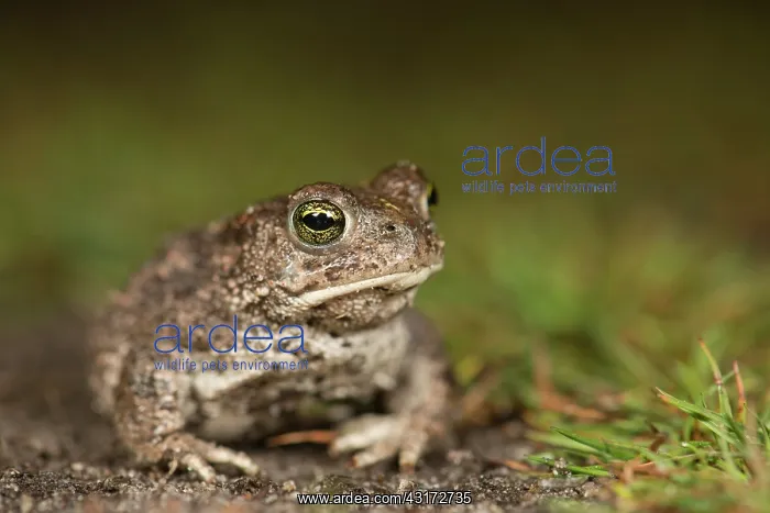 : Natterjack Toad : Natterjack Toad