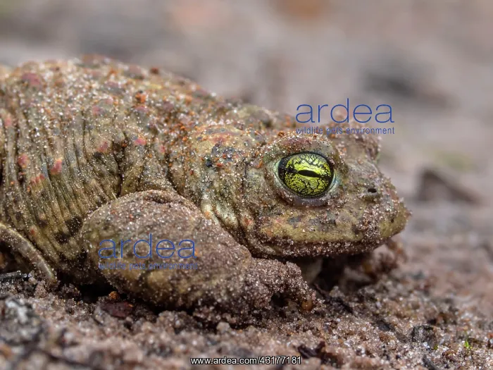 : Natterjack Toad : Natterjack Toad
