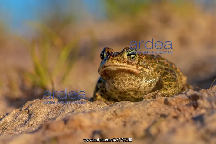 : Natterjack Toad : Natterjack Toad