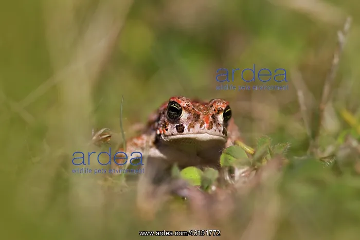 : Natterjack Toad : Natterjack Toad
