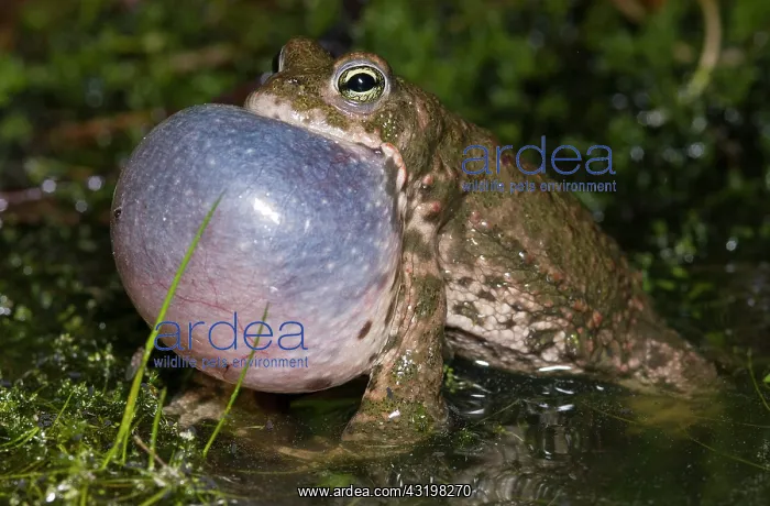 : Natterjack Toad : Natterjack Toad