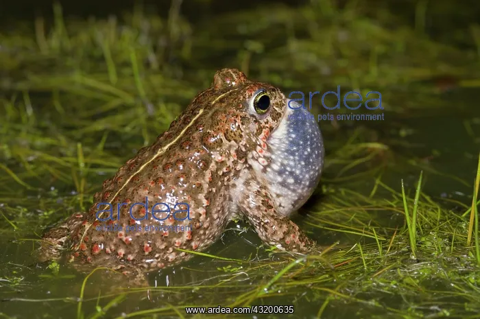 : Natterjack Toad : Natterjack Toad