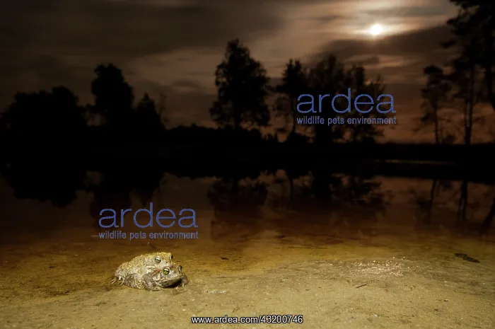 : Natterjack Toad : Natterjack Toad