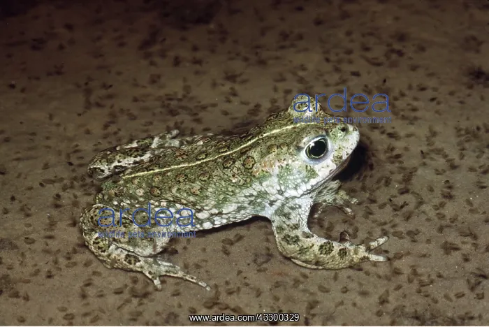 : NATTERJACK TOAD : NATTERJACK TOAD