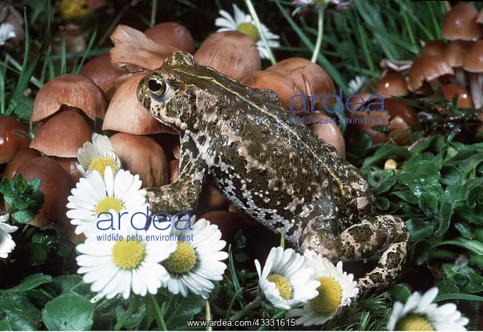 : NATTERJACK TOAD : NATTERJACK TOAD