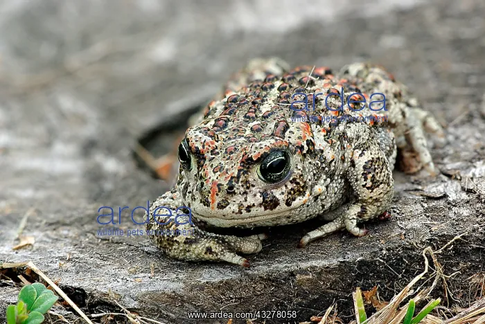 : Natterjack Toad (Bufo calamita) on a rock, The : Natterjack Toad (Bufo calamita) on a rock, The