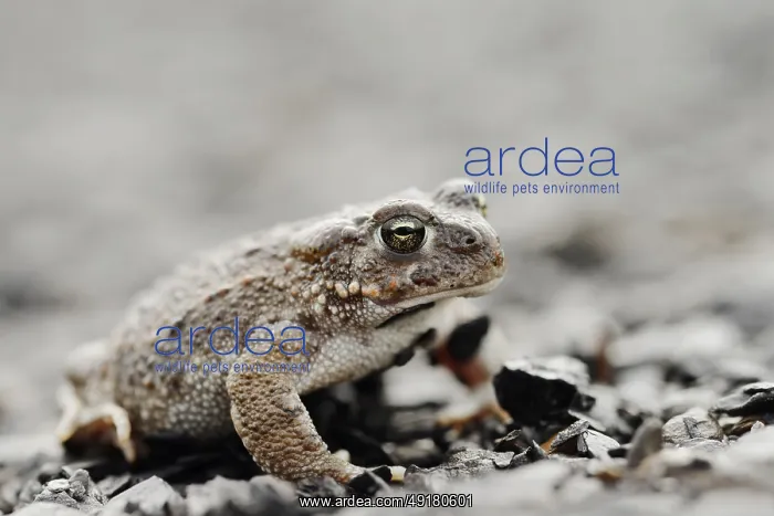 : Natterjack toad (Epidalea calamita) : Natterjack toad (Epidalea calamita)