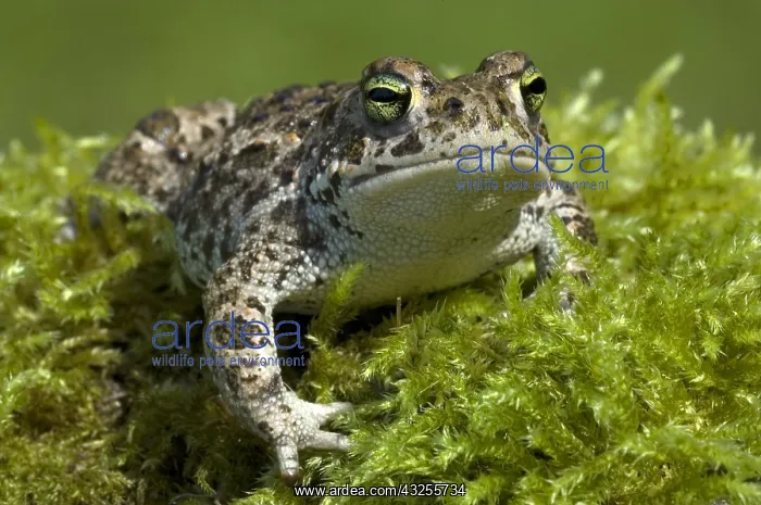: Natterjack Toad (Epidalea calamita), Allier, Fr : Natterjack Toad (Epidalea calamita), Allier, Fr