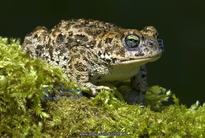  : Natterjack Toad (Epidalea calamita), Allier, Fr