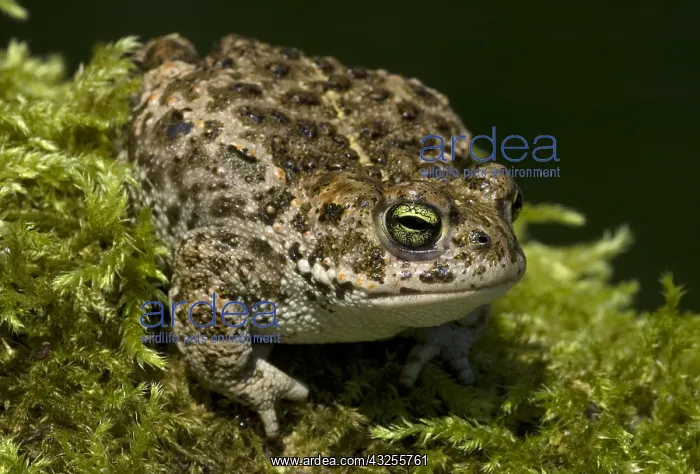 : Natterjack Toad (Epidalea calamita), Allier, Fr : Natterjack Toad (Epidalea calamita), Allier, Fr