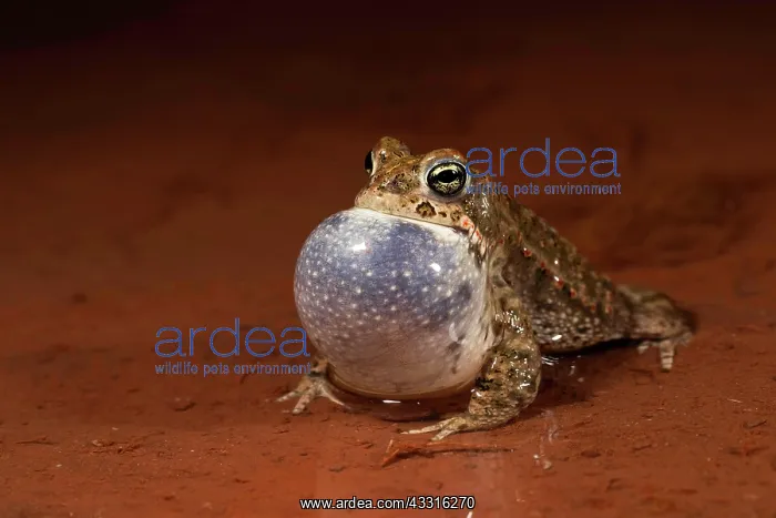 : Natterjack toad (Epidalea calamita), mating male : Natterjack toad (Epidalea calamita), mating male