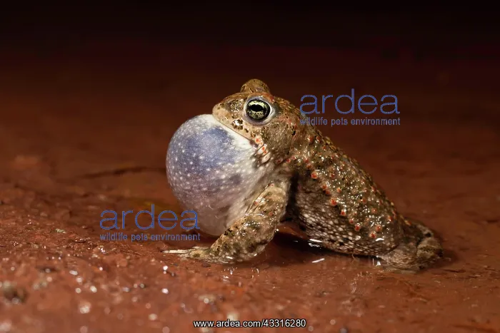 : Natterjack toad (Epidalea calamita), mating male : Natterjack toad (Epidalea calamita), mating male