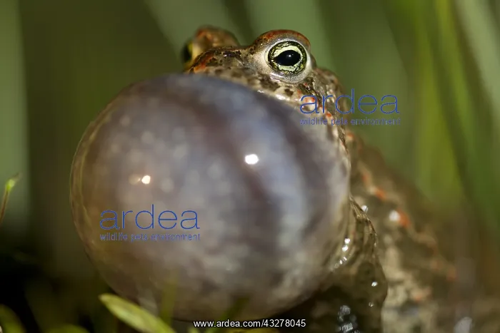 : Natterjack Toad (Epidalea calamita) portrait, c : Natterjack Toad (Epidalea calamita) portrait, c