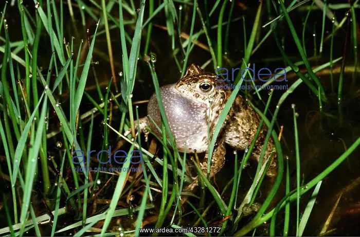 : NATTERJACK TOAD - Male Calling : NATTERJACK TOAD - Male Calling