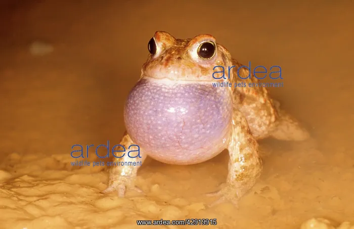 : Natterjack Toad - male, calling with vocal sac inflated : Natterjack Toad - male, calling with vocal sac inflated