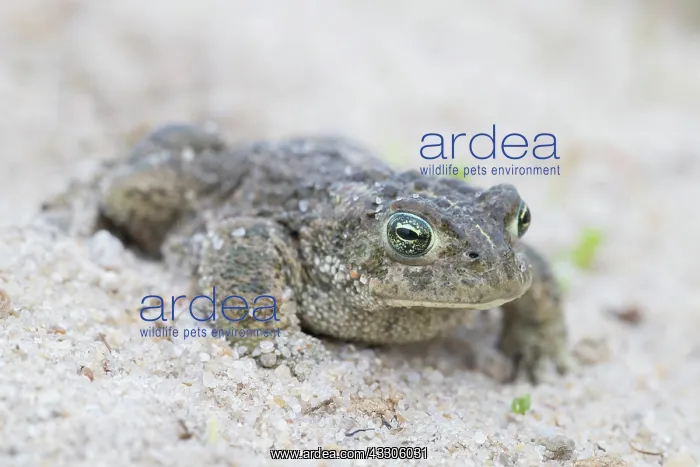 : Natterjack Toad - male crawling through sand - Germany : Natterjack Toad - male crawling through sand - Germany