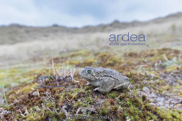  : Natterjack Toad - male in the dunes - Germany