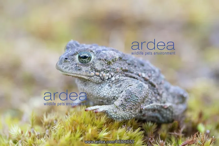  : Natterjack Toad - male - Germany