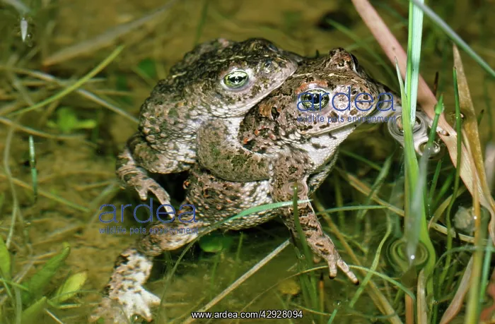 : Natterjack Toad - pair mating : Natterjack Toad - pair mating