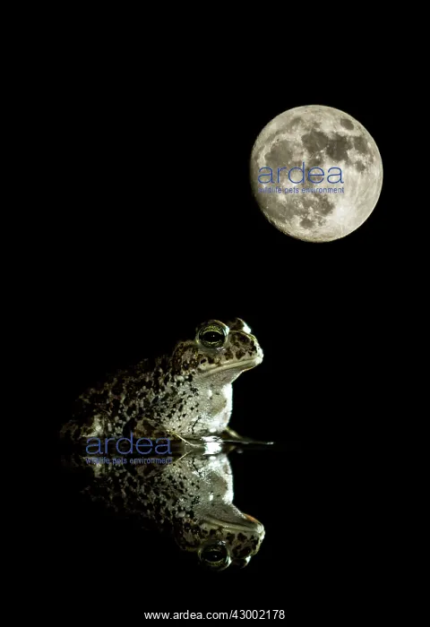 : Natterjack toad - in a pond with its reflection : Natterjack toad - in a pond with its reflection
