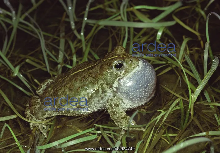 : Natterjack Toad - singing 'with vocal sac inflatedI : Natterjack Toad - singing 'with vocal sac inflatedI