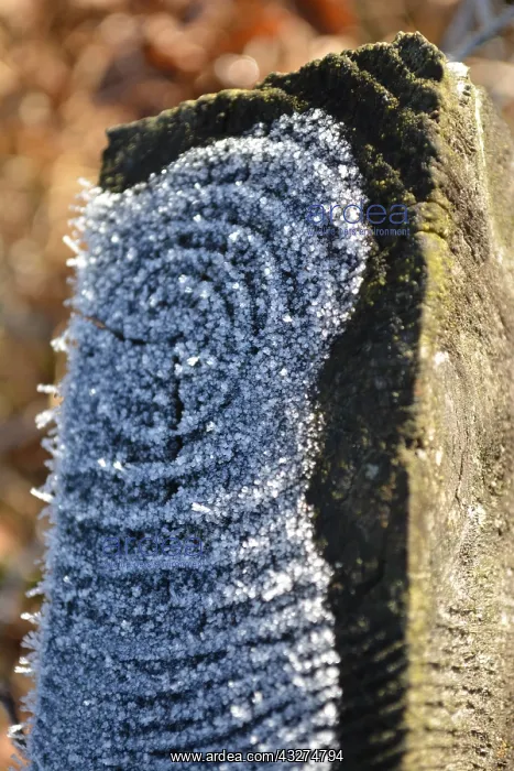 : Natural Art frost crystals pick out eroded grain : Natural Art frost crystals pick out eroded grain