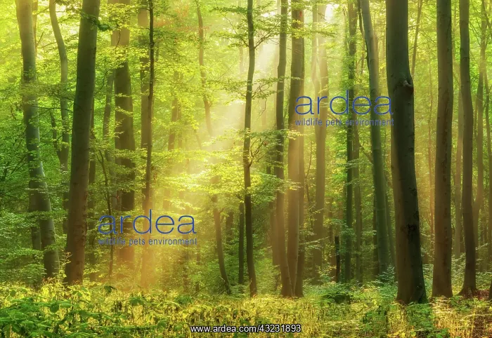 : Natural beech forest, sun shining through morning : Natural beech forest, sun shining through morning