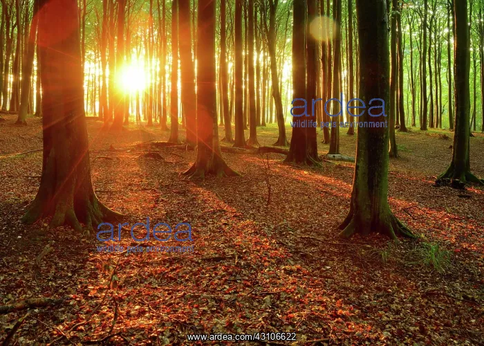: Natural beech forest at sunset, sun shines through : Natural beech forest at sunset, sun shines through