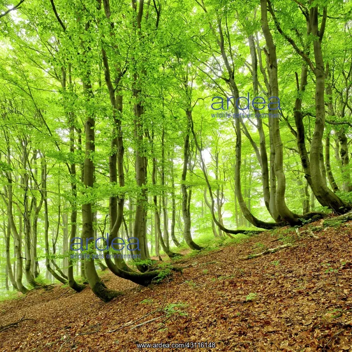  : Natural Beeches forest (Fagus) with bent trunks