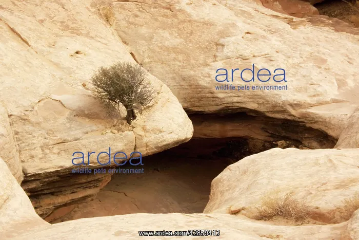 : Natural bridge in formation in sandstone valley : Natural bridge in formation in sandstone valley