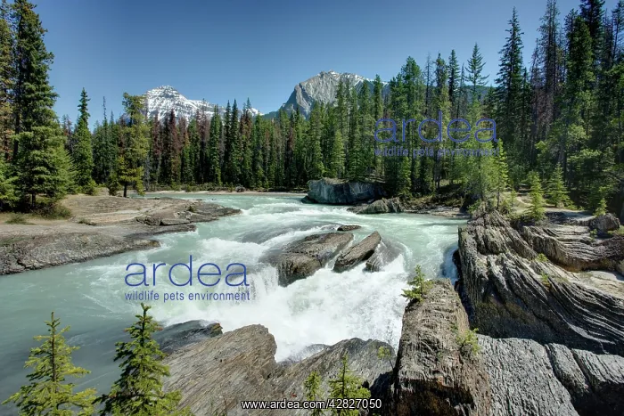: Natural Bridge on Kicking Horse River with Mount Steven : Natural Bridge on Kicking Horse River with Mount Steven