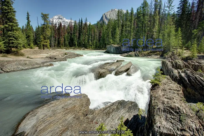 : Natural Bridge on Kicking Horse River with Mount Steven : Natural Bridge on Kicking Horse River with Mount Steven