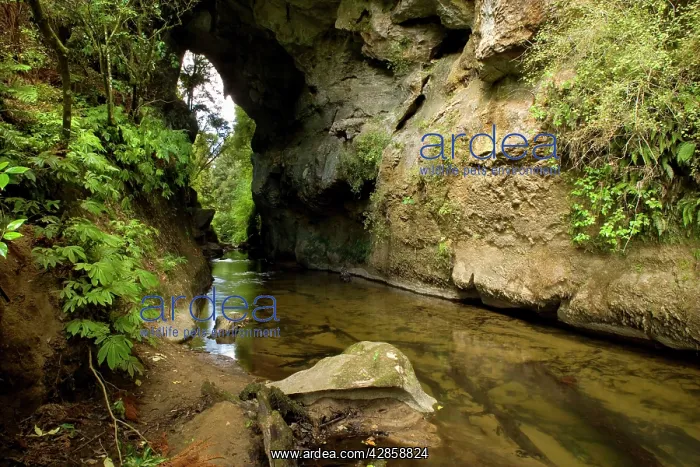 : Natural Bridge - natural limestone arch and brook : Natural Bridge - natural limestone arch and brook