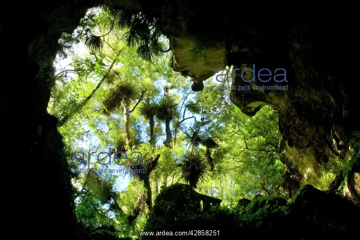 : Natural Bridge - view from the bottom up through : Natural Bridge - view from the bottom up through