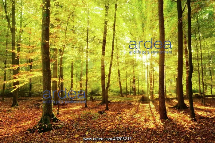: Natural deciduous forest of oaks, beeches and birches : Natural deciduous forest of oaks, beeches and birches