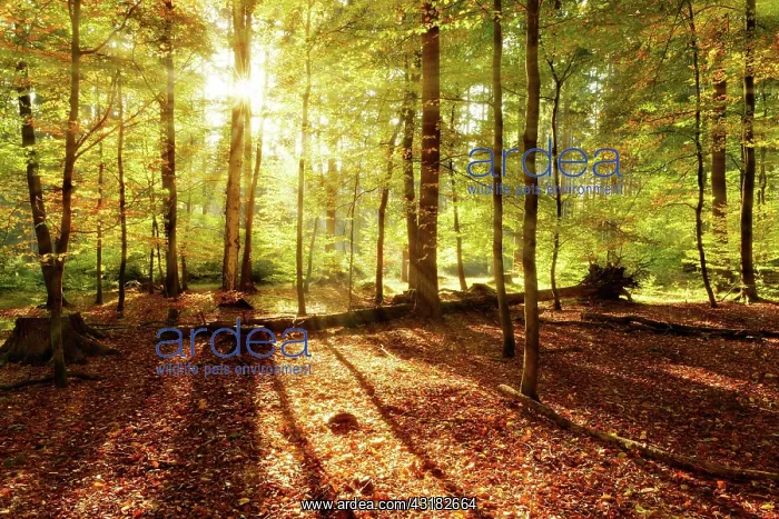 : Natural deciduous forest of oaks, Saxony, Germany : Natural deciduous forest of oaks, Saxony, Germany