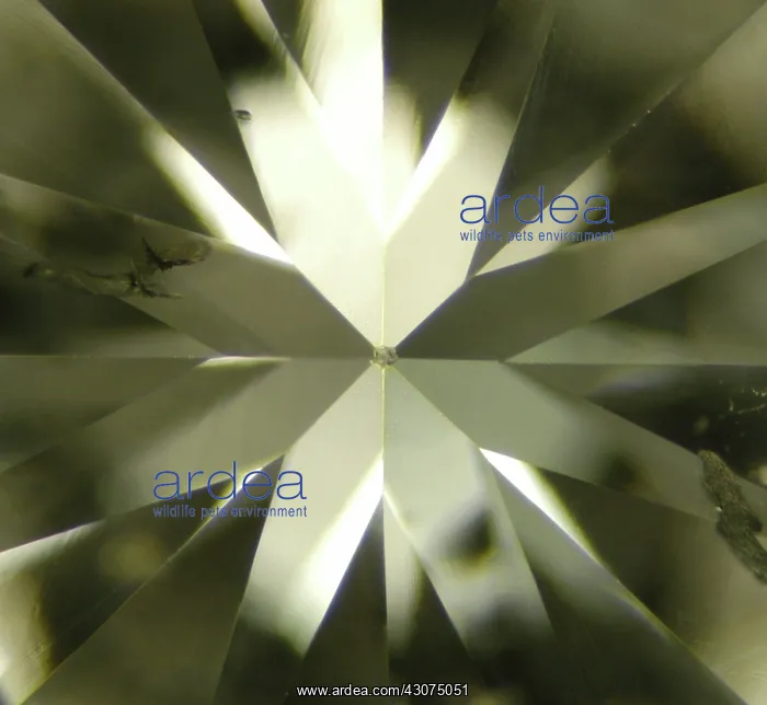 : Natural Diamond : Natural Diamond