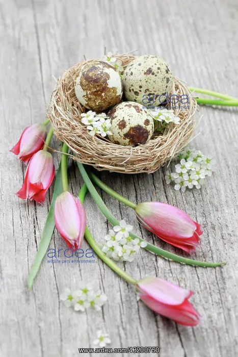 : Natural Easter Decoration : Natural Easter Decoration