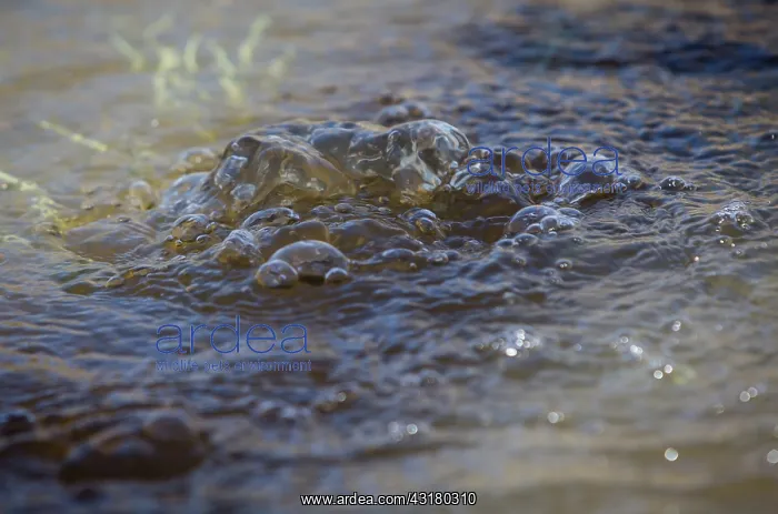 : Natural Gass Bubbles : Natural Gass Bubbles