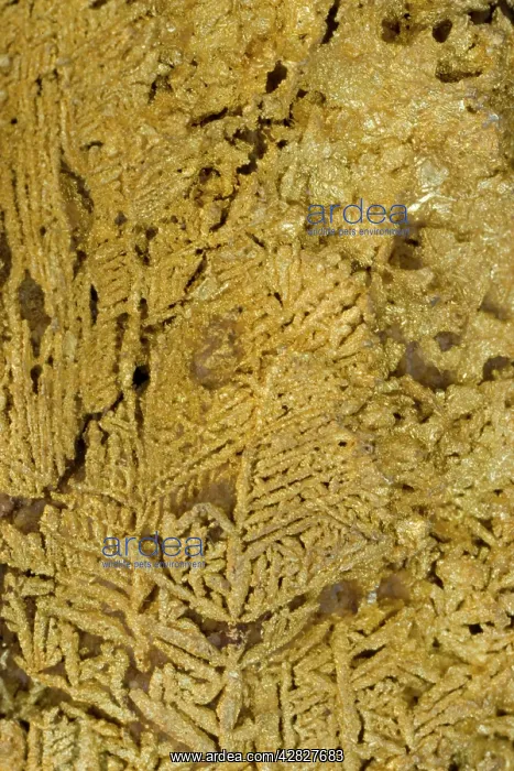 : Natural Gold Specimen - Dendritic crystals : Natural Gold Specimen - Dendritic crystals