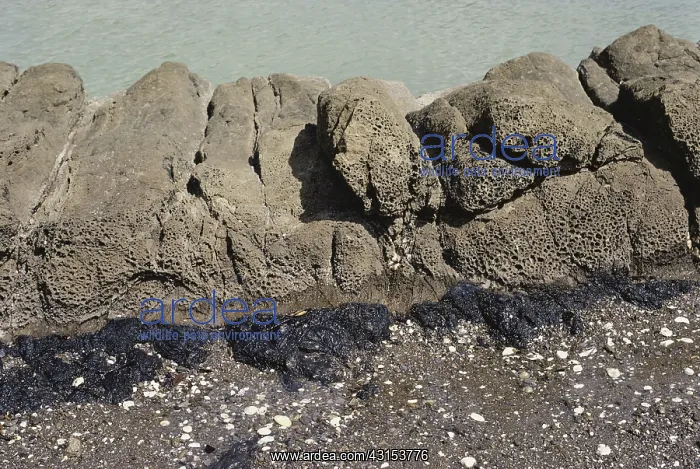 : Natural Jetty formed by Igneous Rock : Natural Jetty formed by Igneous Rock