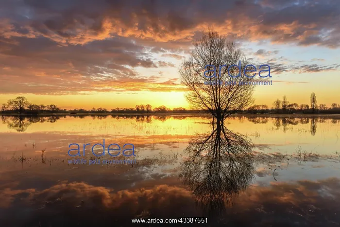  : Natural mirror effect in the water of a flooded