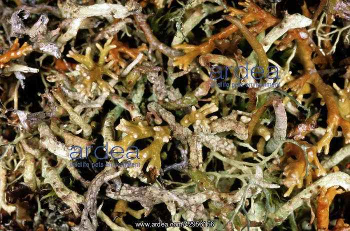 : Natural mixture of various lichens on tundra-floor : Natural mixture of various lichens on tundra-floor