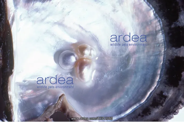 : NATURAL PEARLS - IN SHELL : NATURAL PEARLS - IN SHELL