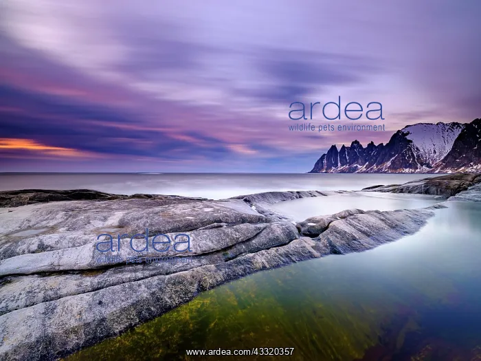 : Natural pool on granite beach, Devils Teeth mountain : Natural pool on granite beach, Devils Teeth mountain