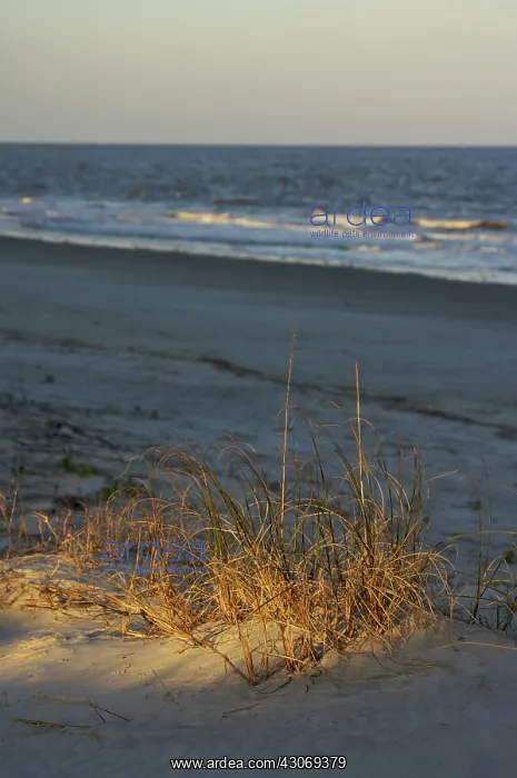 : Natural Sand Dunes and Grasses : Natural Sand Dunes and Grasses