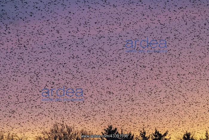  : Natural spectacle in the Swabian Alb. Flocks of